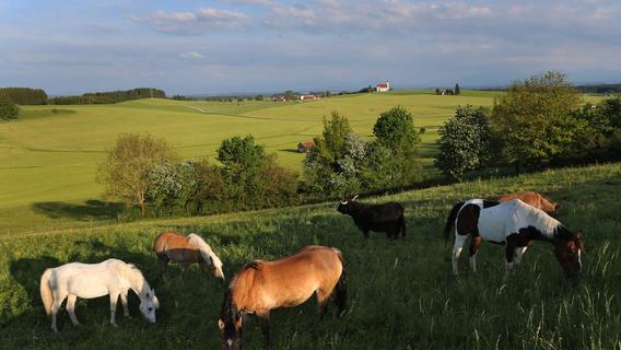 Auerbach: Tierquäler unterwegs: Drei Pferde in Oberpfalz verletzt ... - Nordbayern.de