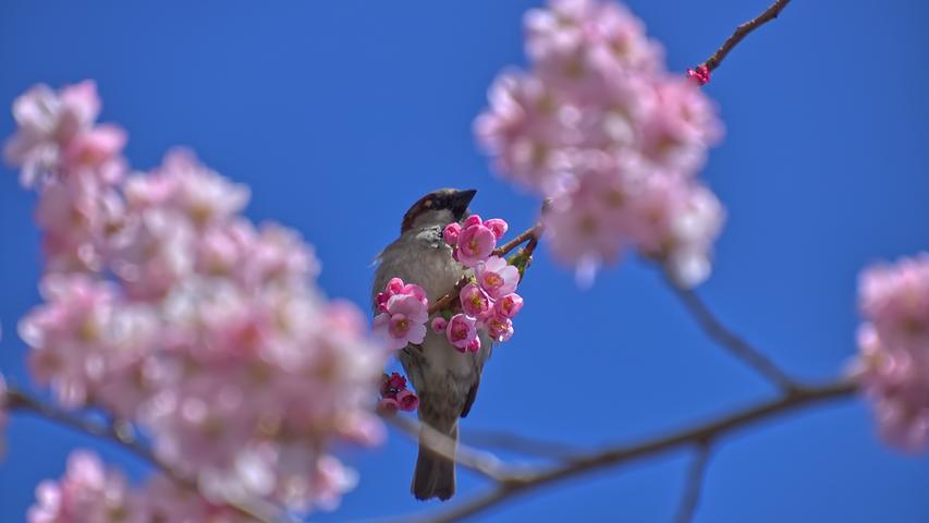 Rosa Blüten vor blauem Himmel: Auch dem kleinen Vogel gefällt es im Mandelbaum.