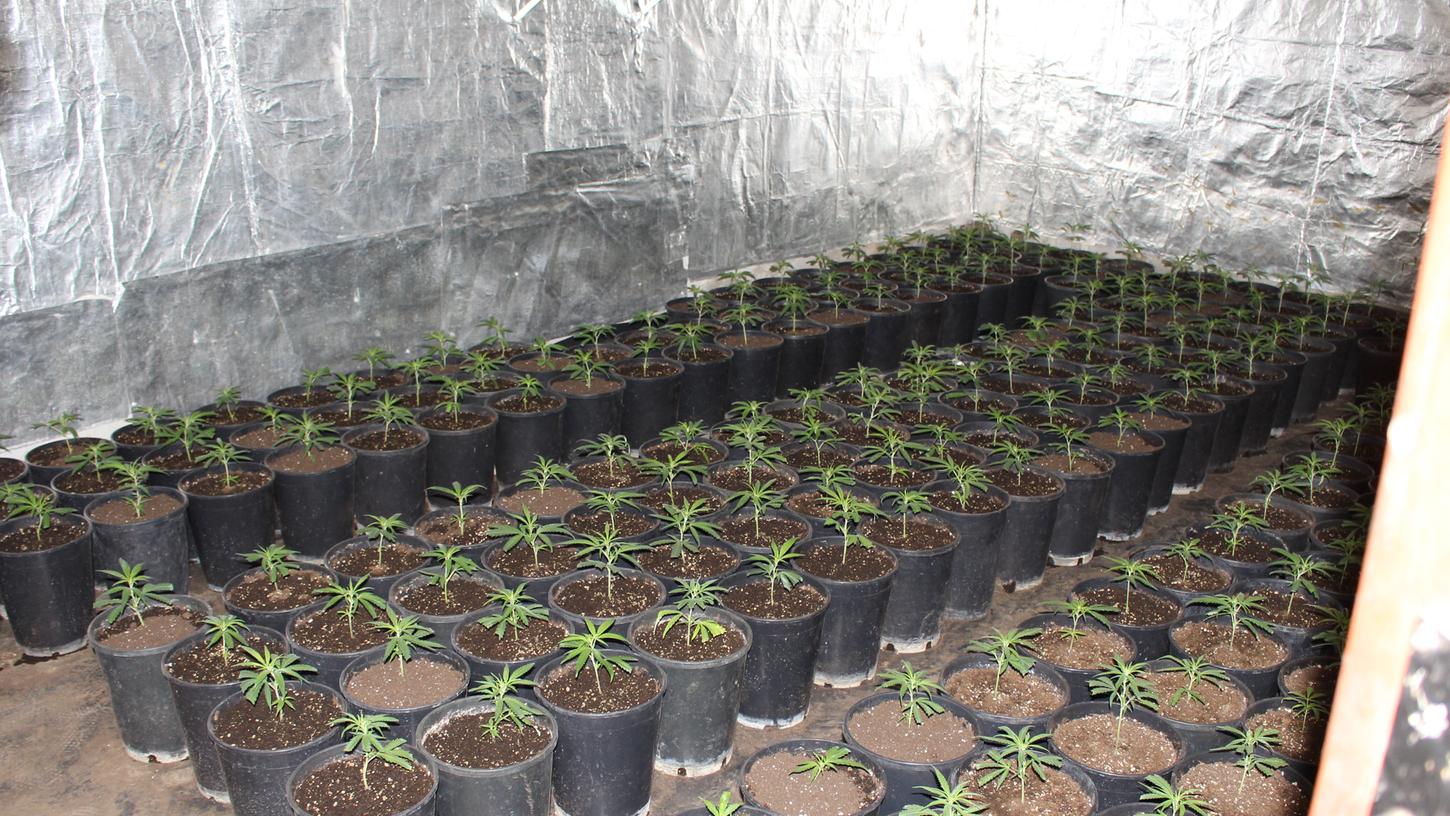 Polizei findet über 700 Cannabispflanzen und sieben Kilo Drogen