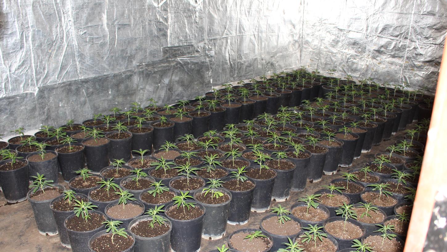 Polizei findet über 700 Cannabispflanzen und sieben Kilo Drogen Polizei findet über 700 Cannabispflanzen und sieben Kilo Drogen
