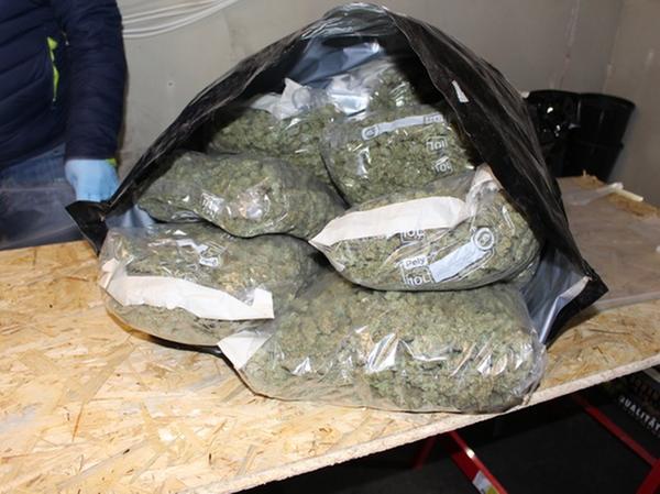 Polizei findet über 700 Cannabispflanzen und sieben Kilo Drogen