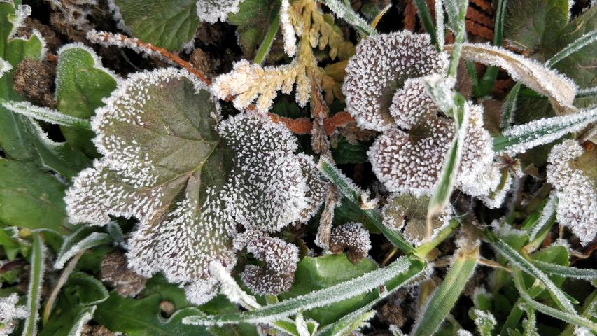 Die frostigen Nächte bescheren uns diese schönen "Eisblumen".;