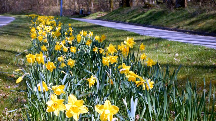 Ostern naht, und die Narzissen entlang der Frickenfelder Straße stehen in voller Blüte.