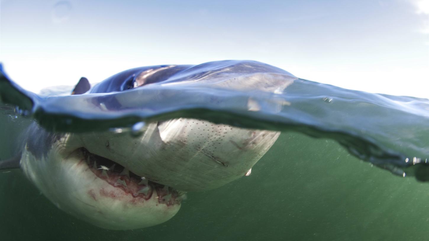 Ein Weißer Hai schwimmt knapp unter der Meeresoberfläche dahin.