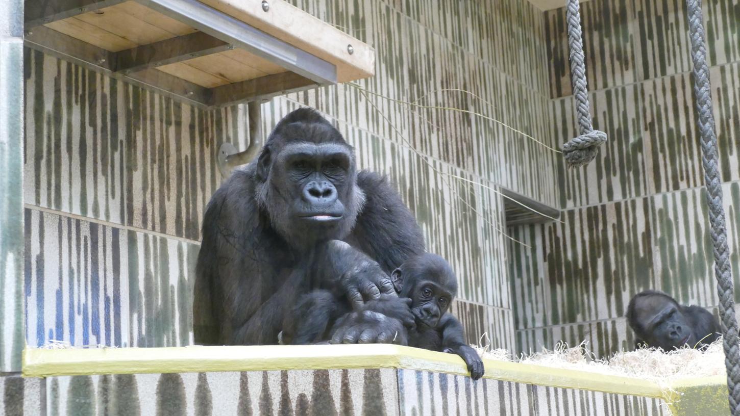 Süße Bilder: Nürnbergs kleiner Gorilla erkundet Freigehege