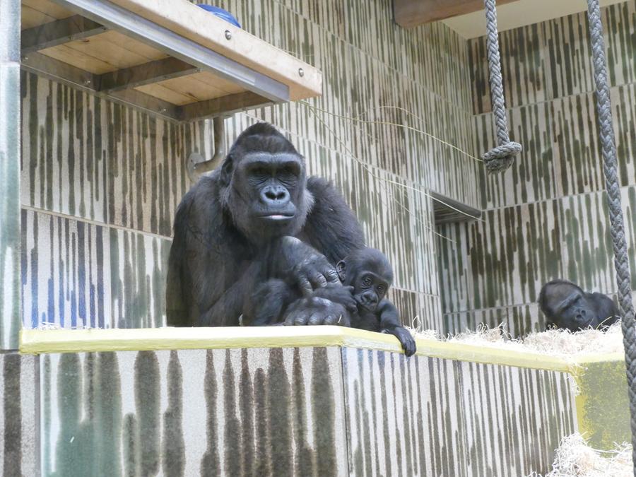 Susse Bilder Nurnbergs Kleiner Gorilla Erkundet Freigehege Nurnberg Nordbayern De