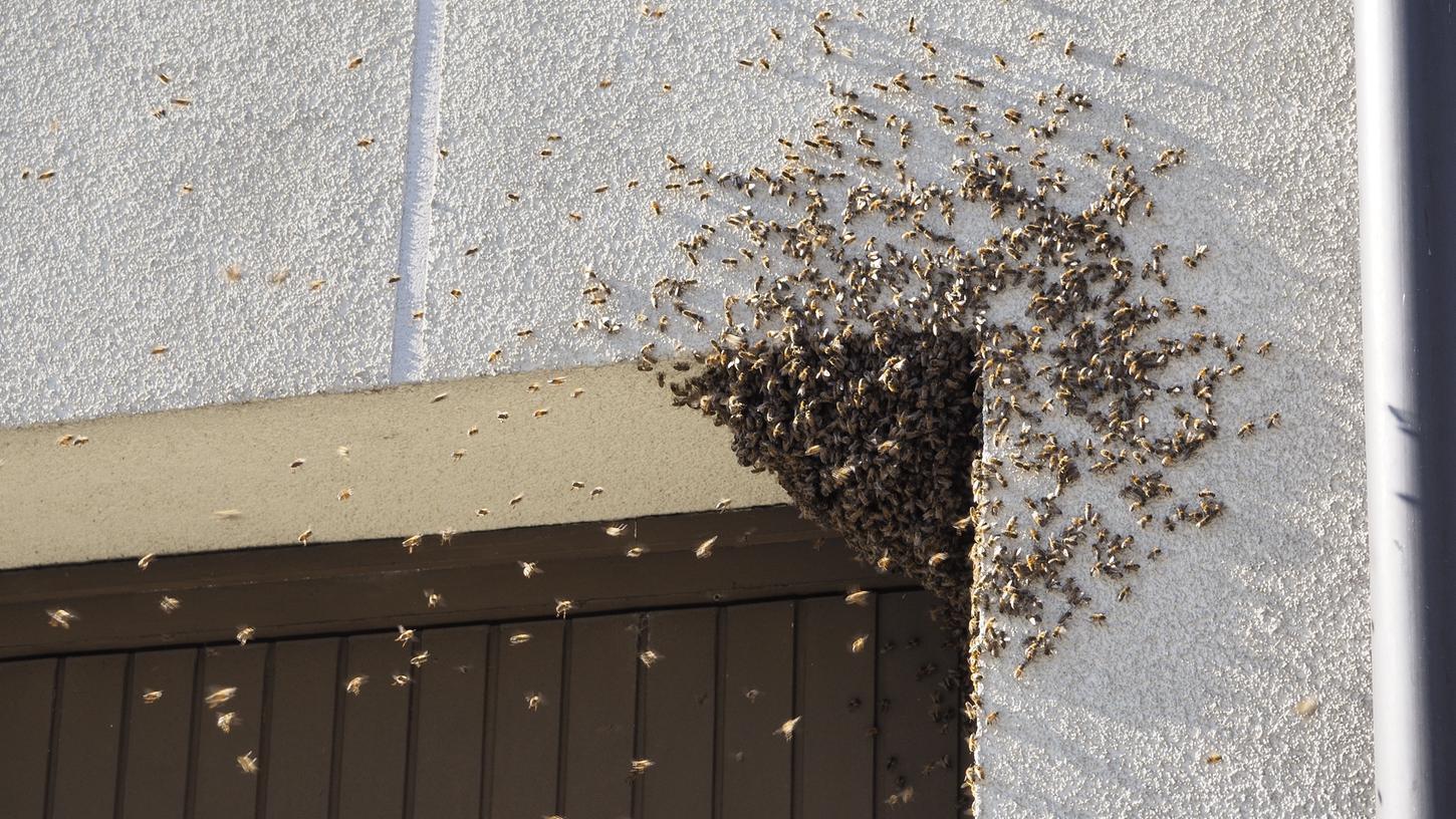 So viele Bienen um diese Jahreszeit sind höchst ungewöhnlich, sagte der Imker. So viele Bienen um diese Jahreszeit sind höchst ungewöhnlich, sagte der Imker.