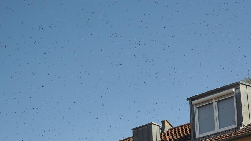 Das große Summen: Bienenschwarm fliegt mitten durch Nürnberg