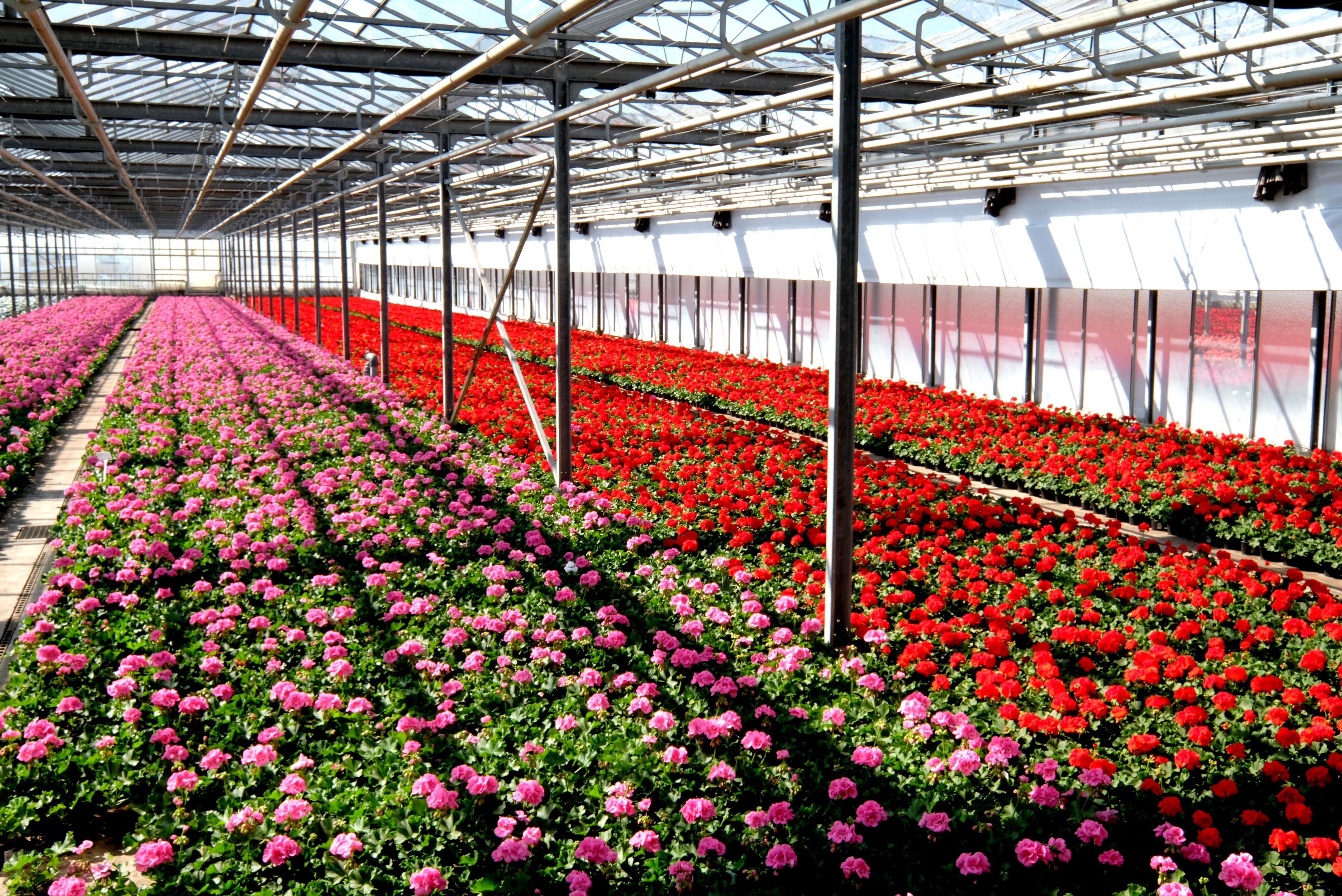 Knoblauchsland Frühjahsblumen Ackerarbeiten usw