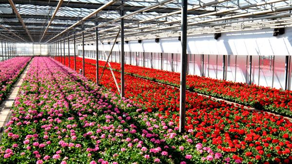 Knoblauchsland Frühjahsblumen Ackerarbeiten usw