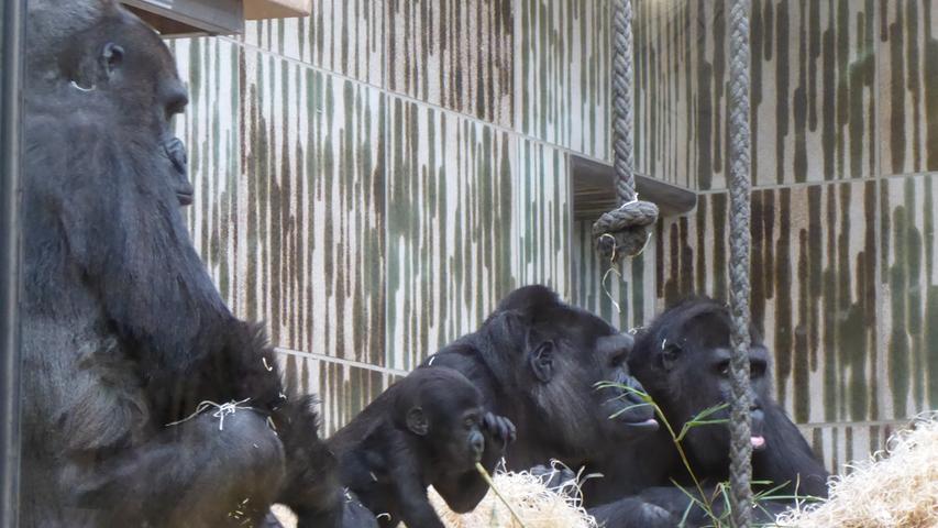 Im Gehege unterwegs: So niedlich ist das Gorillababy