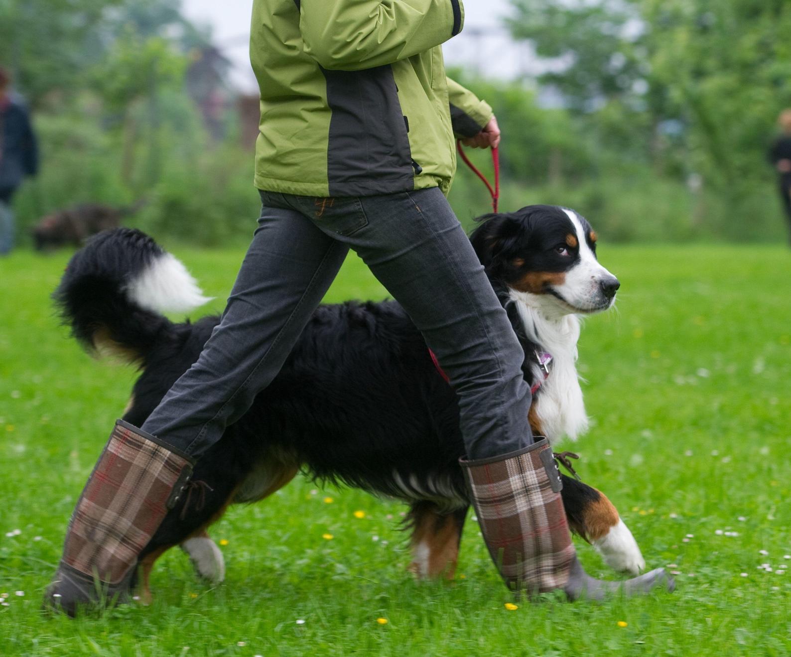 Das Rother Tierheim und Corona Gassi gehen weiter möglich Roth