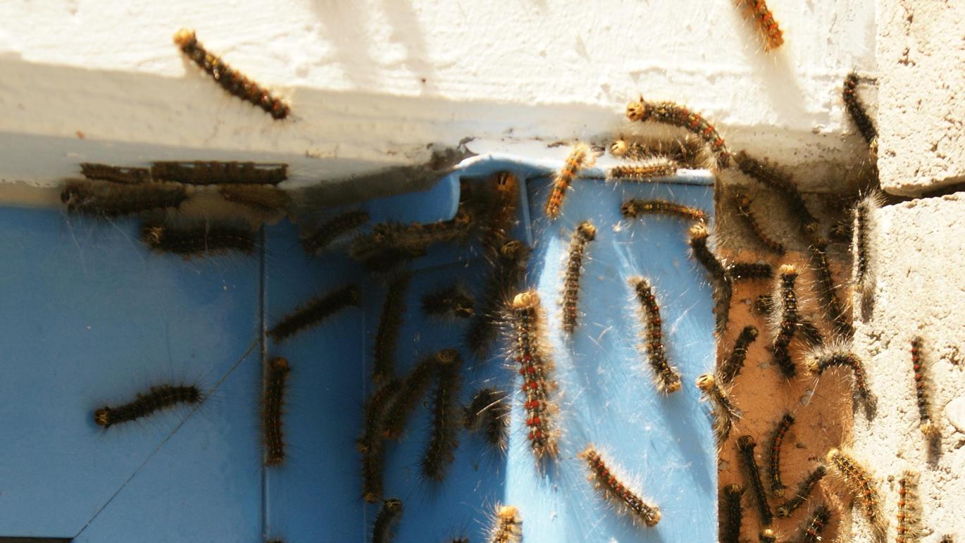 Schwammspinner am Nagelberg: BN ist gegen Insektizid-Einsatz
