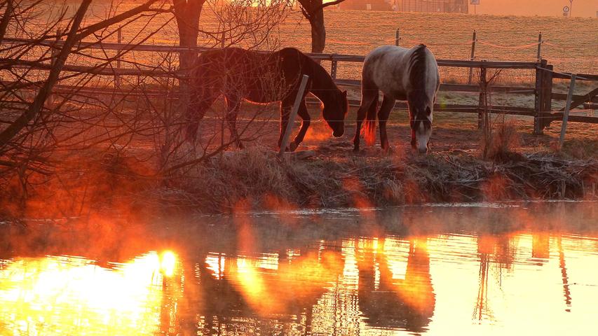 Die Strahlen der Morgensonne projizieren Nebel und Hauch der Pferde als Spiegelung auf dem Wasser. Gesehen in Kriegenbrunn.