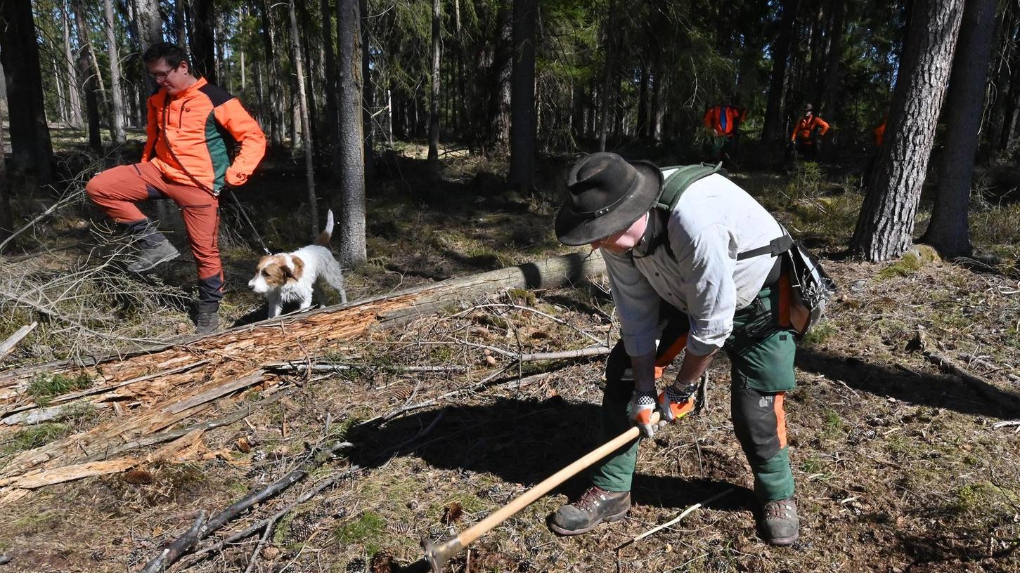 Mit Neupflanzungen im Kalchreuther Forst gegen den Klimawandel