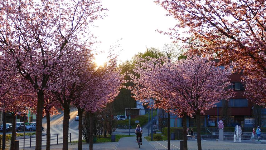 Immer wieder schön: Die Kirschbäume auf der Billinganlage zeigen ihre Blütenpracht.