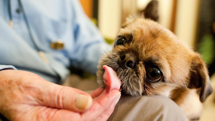 begleiter auf zeit tierheime durch leih anfragen emport nurnberg nordbayern de