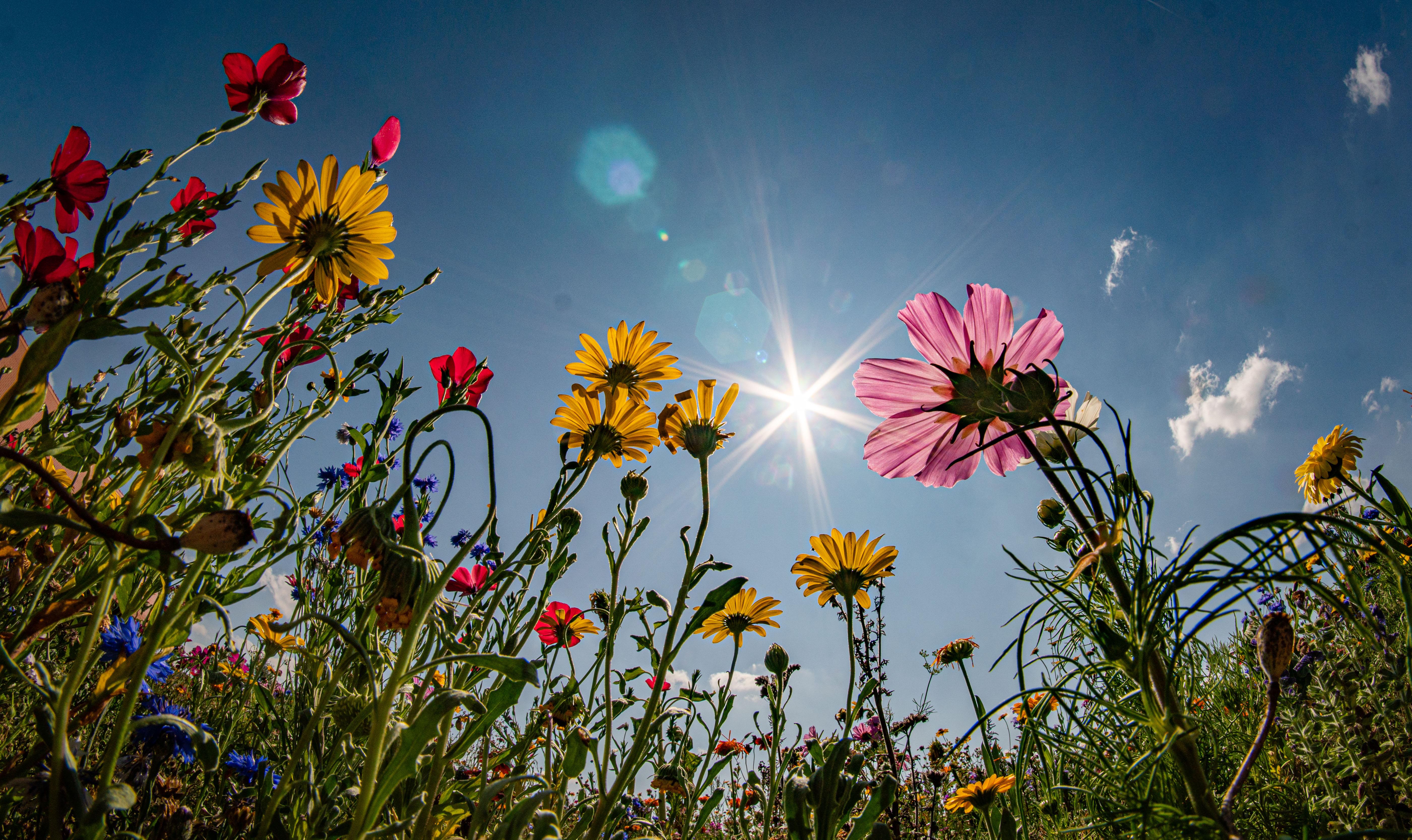 Globale Herausforderungen wie der Klima- und Artenschutz verschwinden mit der Coronapandemie nicht. Die Wissenschaftler fordern, dass sich politische Maßnahmen auf nationaler wie internationaler Ebene an den Prinzipen von ökologischer und sozialer Nachhaltigkeit, Zukunftsverträglichkeit und Resilienzgewinnung orientieren sollten. Bereits vor der Coronakrise beschlossenen Maßnahmen, die auf "einer breiten wissenschaftlichen Evidenz und einem politisch-gesellschaftlichen Konsens beruhten" dürften nicht abgeschwächt werden, sondern müssen weiterhin mit einer hohen Priorität umgesetzt, wenn nicht sogar verstärkt werden. Wirtschaftliche Konjunkturprogramme sollten zukünftig grundsätzlich mit den Zielen des europäischen "Green Deals" vereinbar sein.