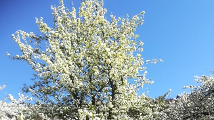 Alle Jahre wieder wunderschön: die Kirschblüte rund um Igensdorf und Rüsselbach, diesmal schon am Ostersonntag, mitten in der Corona-Krise.