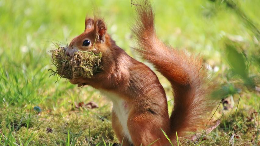 Das riecht nach Frühling - und kuschelig ist es auch: Ein Eichhörnchen macht es sich gemütlich.