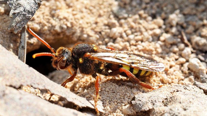 Wespenbienen (weltweit mehrere hundert Arten, bei uns 64) sind Kuckucksbienen, die vor allem bei verschiedenen Sandbienen schmarotzen. Diese Art besonders bei der Weiden-Sandbiene (Andrena vaga).