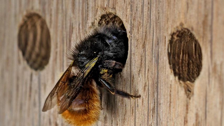 Eine Gehörnte Mauerbiene (Osmia cornuta) an einer Nisthilfe auf dem Balkon - so kann man den Wildbienen gut helfen.