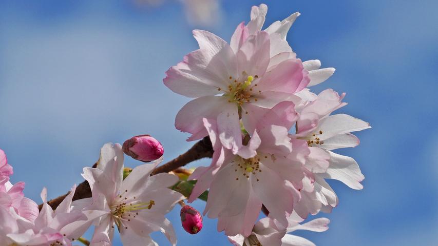 Kirschblüten - ein herrliches Zeichen des Frühlings.