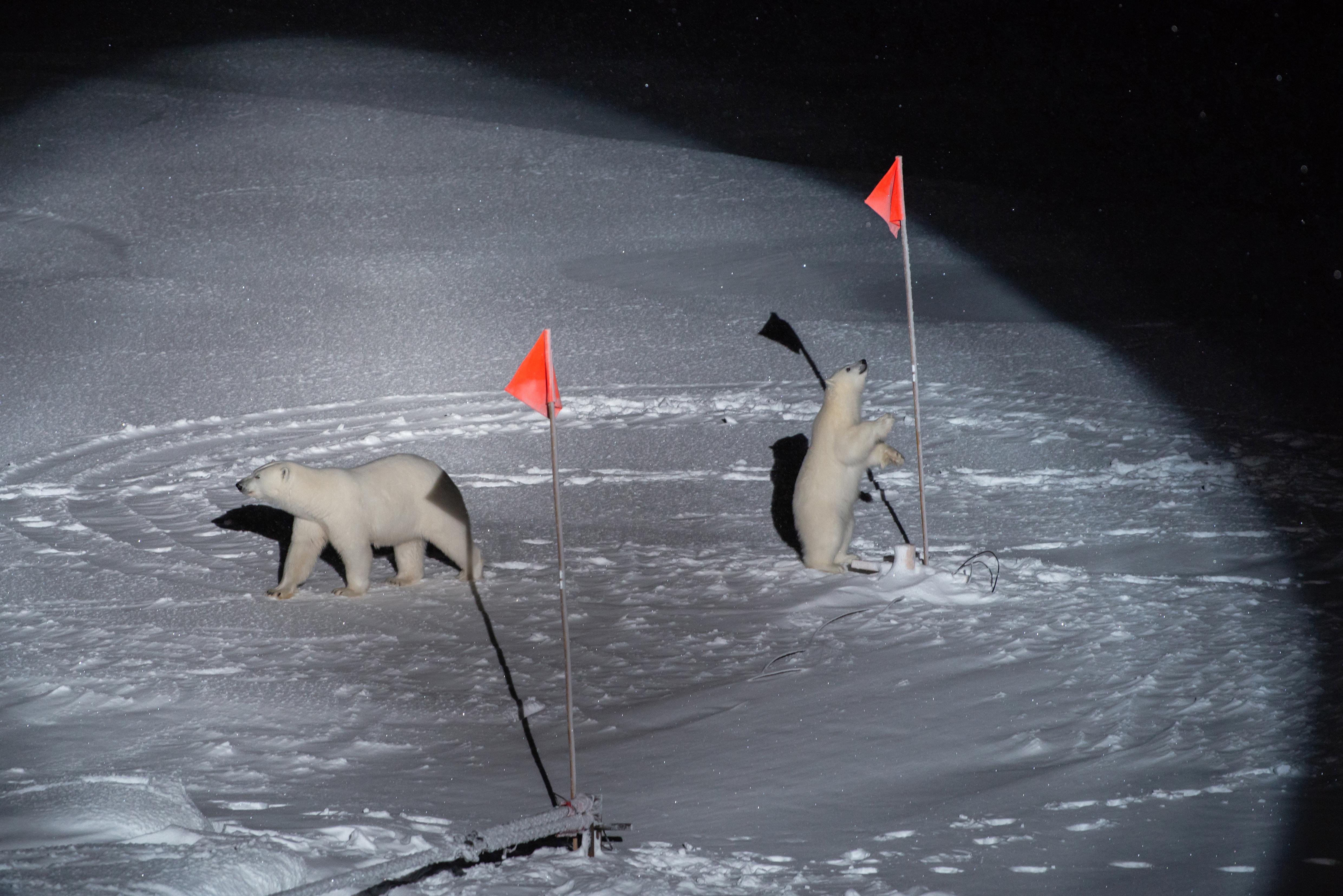 Eine Eisbärenmutter und ihr Junges betrachten auf einer Eisscholle Flaggen und Ausrüstung eines Forschungsschiffs: Dieses Foto ("Polar Bear and her Cub") brachte Esther Horvath den 1. Preis in der Kategorie "Umwelt" ein.