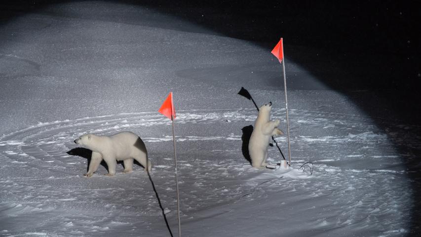Eine Eisbärenmutter und ihr Junges betrachten auf einer Eisscholle Flaggen und Ausrüstung eines Forschungsschiffs: Dieses Foto ("Polar Bear and her Cub") brachte Esther Horvath den 1. Preis in der Kategorie "Umwelt" ein.