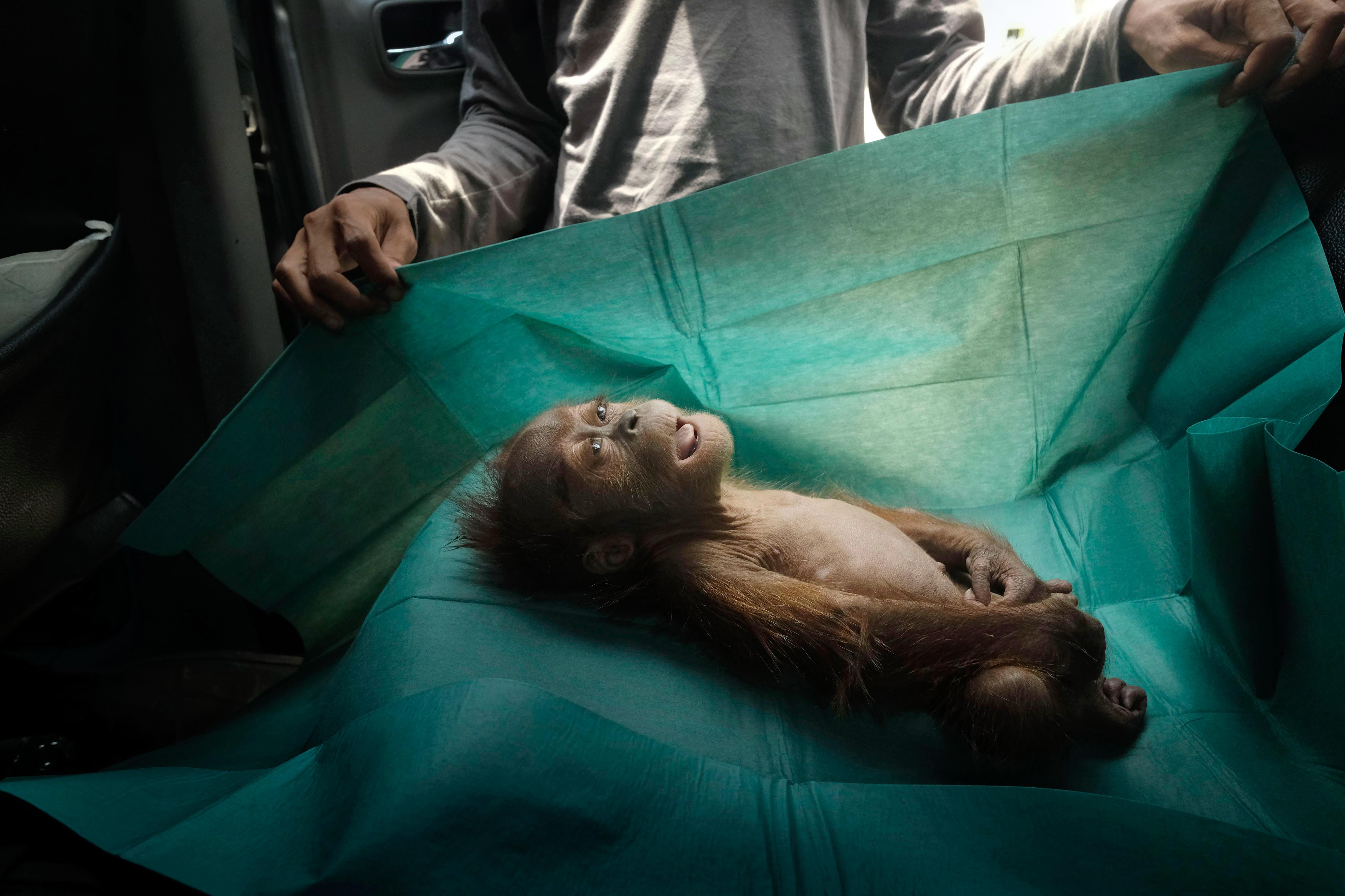 Der Körper eines einmonatigen Orang-Utan-Babys liegt auf dem OP-Tisch eines Rettungsteams auf Sumatra: Das Tier starb kurz nachdem es mit der verletzten Mutter auf eine Palmölplantage entdeckt wurde. Das Bild "Final Farewell" (Der letzte Abschied) von Alain Schroeder siegte in der Kategorie "Natur".