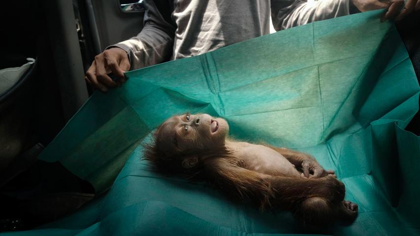 Der Körper eines einmonatigen Orang-Utan-Babys liegt auf dem OP-Tisch eines Rettungsteams auf Sumatra: Das Tier starb kurz nachdem es mit der verletzten Mutter auf eine Palmölplantage entdeckt wurde. Das Bild "Final Farewell" (Der letzte Abschied) von Alain Schroeder siegte in der Kategorie "Natur".
