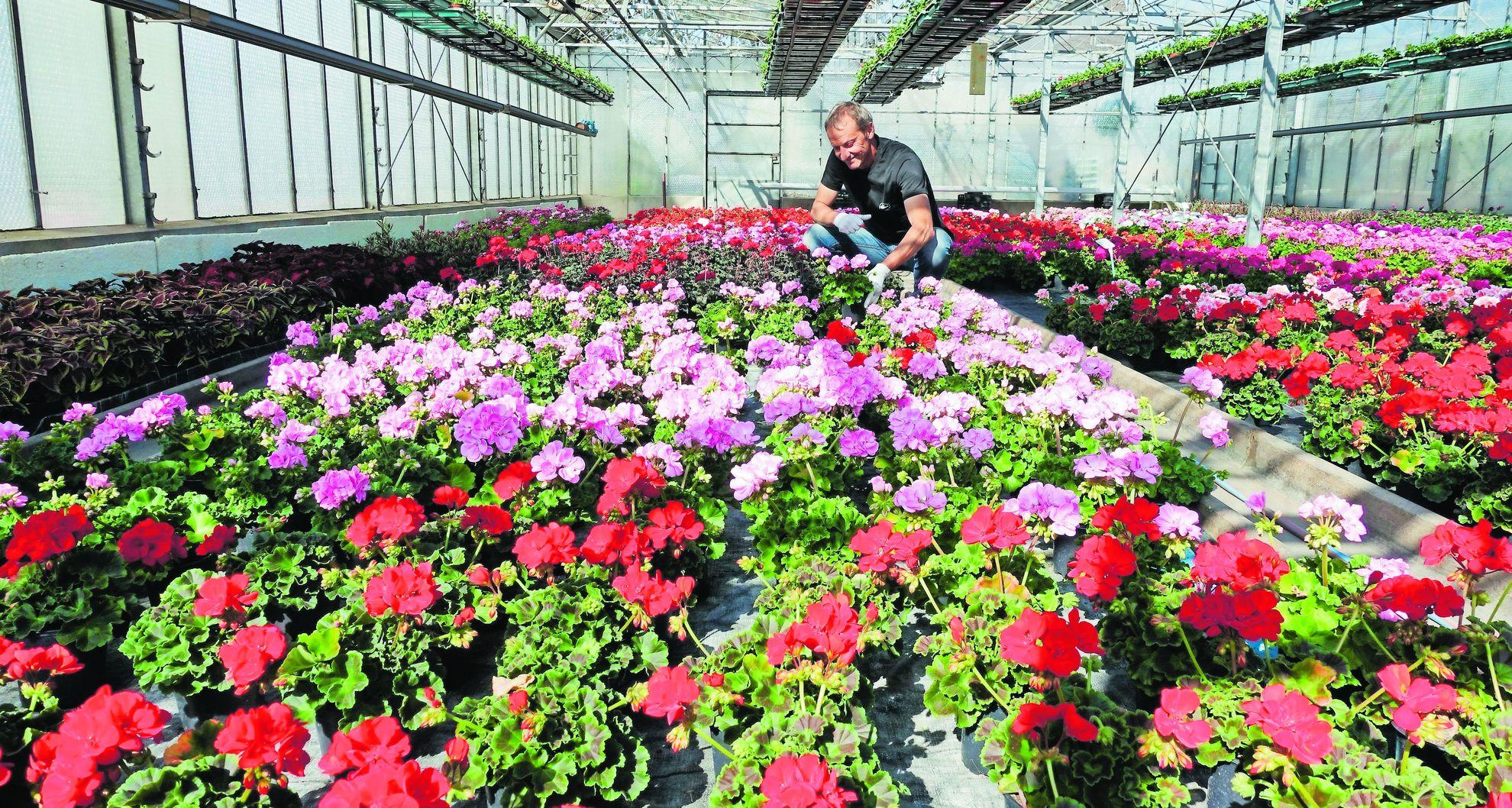 Gärtnereien im Kreis ERH planen für Ansturm