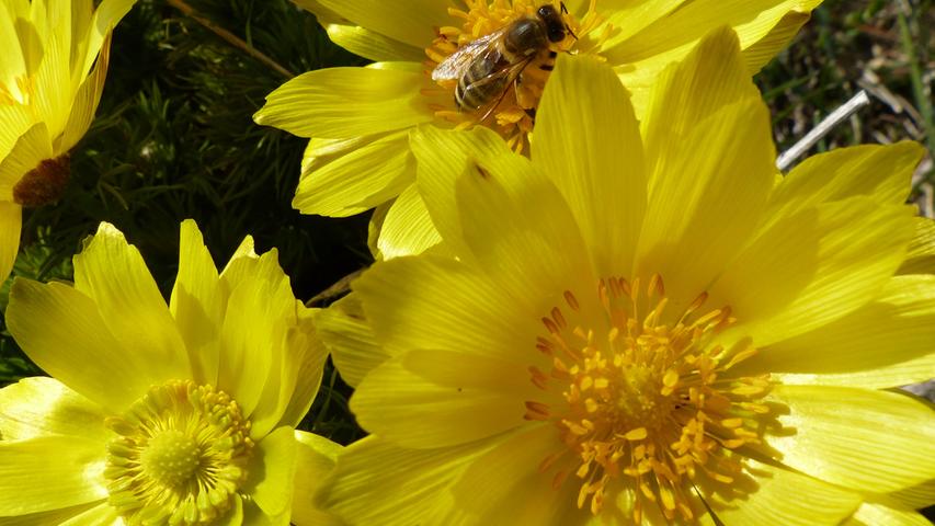 Die uns am nächsten vorkommenden seltenen Adonisröschen, die streng geschützt sind, gibt es in der Nähe von Bad Windsheim. Wegen ihrer intensiven gelber Farbe werden sie gerne von Bienen und anderen Insekten aufgesucht.
