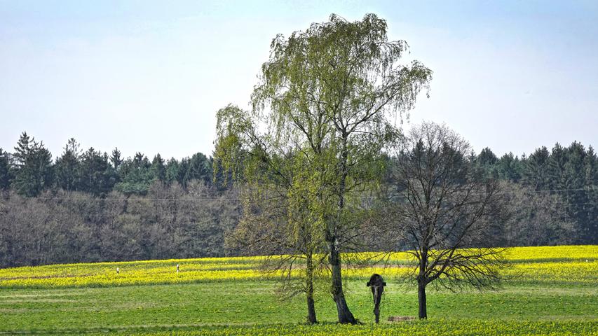 Bei strahlendem Frühlingswetter lohnt sich dieser Tage ein Spaziergang durch Flur und Feld im Landkreis Neumarkt ganz besonders.
