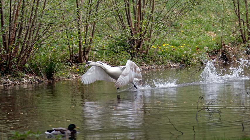 Wer Zeit und Muße hat, kann jetzt im Frühling die Vogelwelt am Neumarkter Stadtpark beobachten - sei es ein Schwan, der Enten vertreibt, oder eine fast weiße Amsel, die Nistmaterial sammelt.