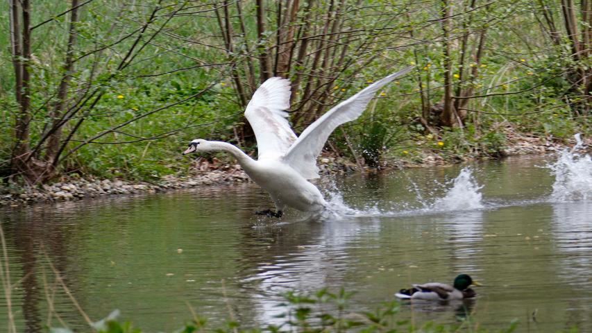 Wer Zeit und Muße hat, kann jetzt im Frühling die Vogelwelt am Neumarkter Stadtpark beobachten - sei es ein Schwan, der Enten vertreibt, oder eine fast weiße Amsel, die Nistmaterial sammelt.