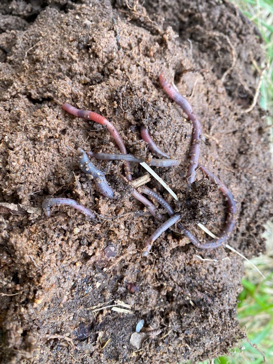 Regenwürmer.jpg