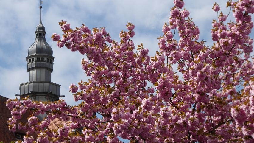 Frühling, Frühling: Die Mandelbäume am Herder-Gymnasium Forchheim blühen in diesem Jahr besonders schön.