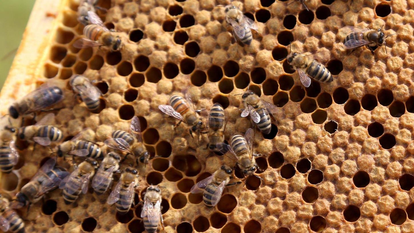 Um ein übergreifen der Faulbrut auf andere Bienenstöcke zu verhindern, greift das Landratsamt nun zu besonderen Maßnahmen.