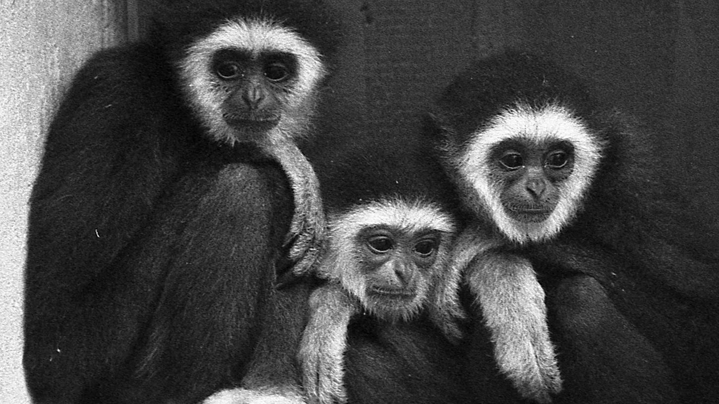 26. April 1970: Possierliche Gibbons