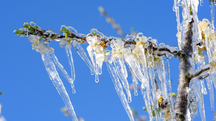 "Ich habe aufgrund des Frostes in der letzten Woche mal etwas getestet und meinen Obstbaum mit Wasser aus der Zisterne über Nacht ganz fein besprüht", teilt uns unser Leser Fritz Schneider mit. Auch wenn am Ende alles mit Eis bedeckt war, so haben die Blüten tatsächlich den Frost überstanden.