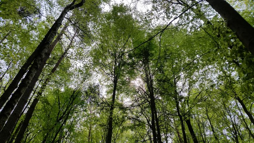 Ein Traum von Buchengrün: Gerade jetzt lohnt sich im Wald der Blick nach oben.