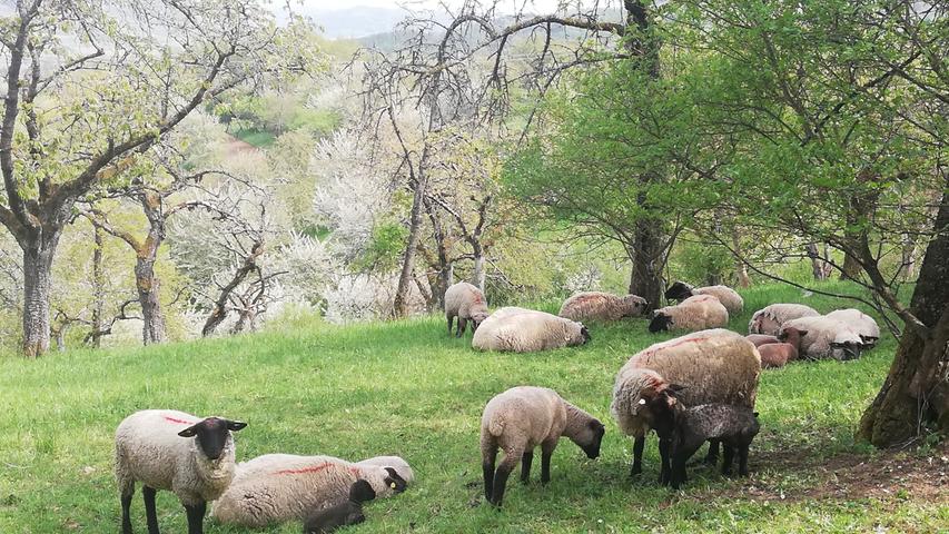Schafe genießen ihr Leben unter blühenden Obstbäumen.