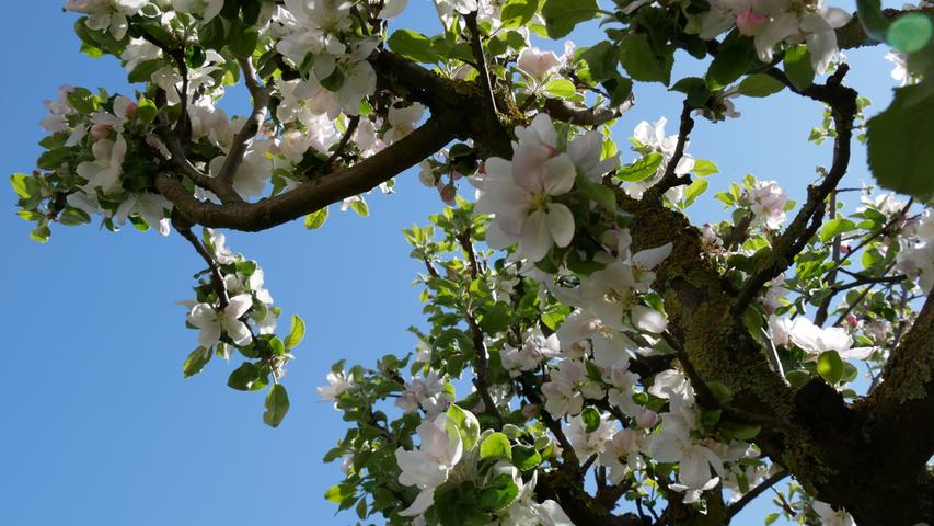 In wenigen Tagen ist die Blüte des Apfelbaumes schon wieder vorbei. Aber noch rechtzeitig vorher war sie Motiv wunderschöner Fotos.