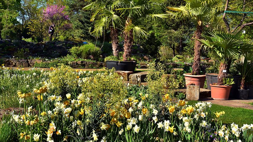 Ein Traum in Gelb und Weiß: In der Mitte des Botanischen Gartens blühen Narzissen und Tulpen.