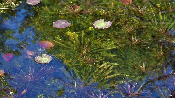 Nördlich des Schlossgartens befindet sich der Botanische Garten. Bei freiem Eintritt können die Besucher Pflanzen aus den Tropen und Subtropen bewundern. Unser Tipp: Die Mitnahme von Hunden ist im Botanischen Garten teilweise gestattet. Lediglich in die Schauhäuser dürfen keine Haustiere mitgenommen werden.