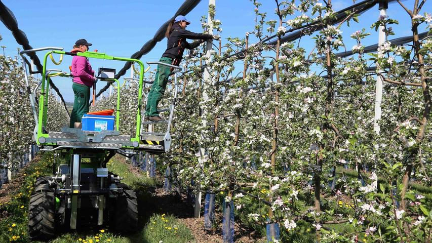Weingarts: Äpfel auf sechs Hektar Fläche