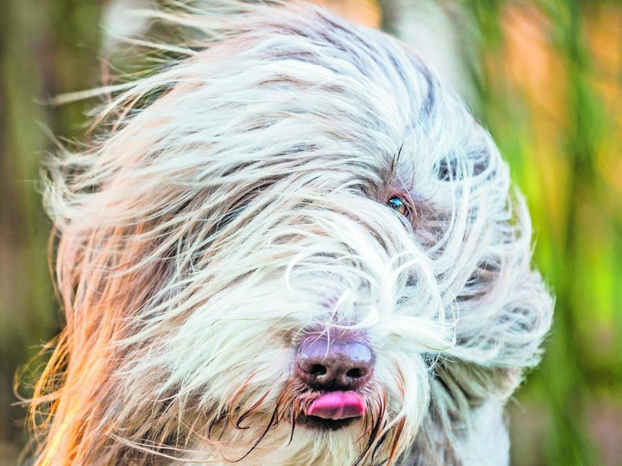 polizei hunde am besten an der leine fuhren forchheim nordbayern de