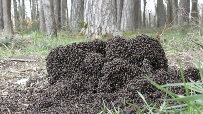 Viel Gewusel: Hier wächst ein neuer Ameisenhaufen.