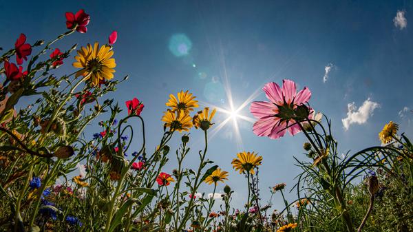 Grüne Patenschaften: Bäume und Blühstreifen nachhaltig sponsern